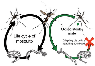 Illustration for article titled It's Time to Declare War on Mosquitoes